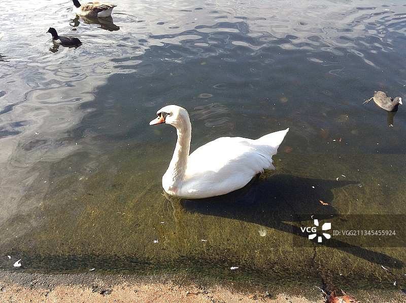 高角度拍摄：英国雅若姆考特湖中畅游的疣鼻天鹅图片素材