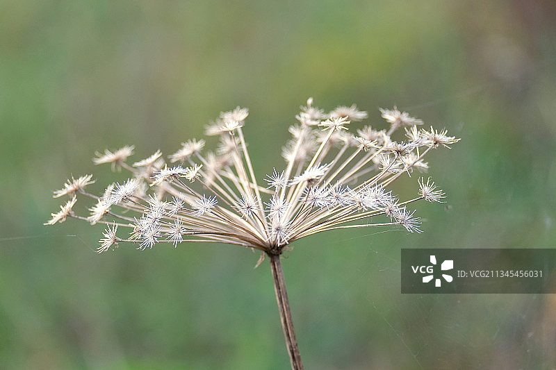 枯萎植物的特写镜头图片素材