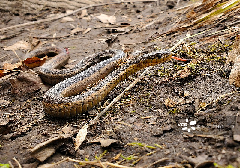 田野上草水蛇的高角度视图图片素材