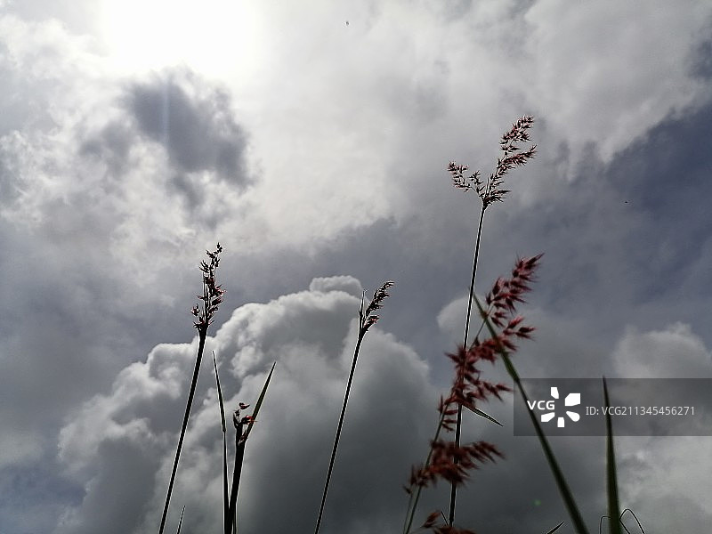 天空下开花植物的低角度视图图片素材