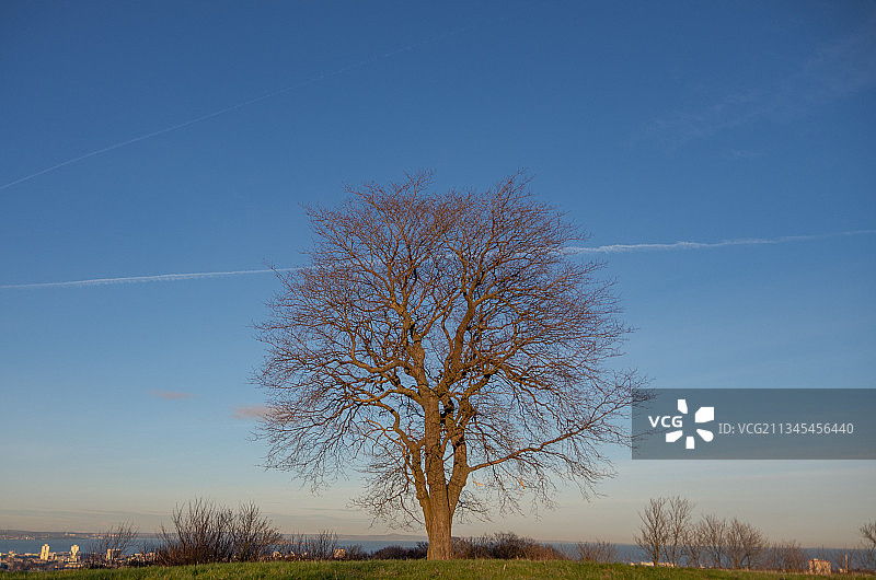 晴朗蓝天下田野里光秃秃的树剪影图片素材