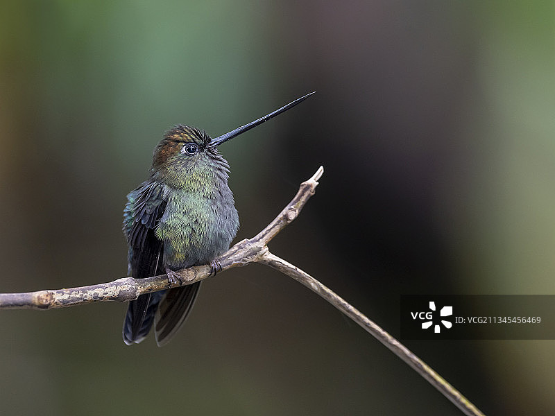 蜂鸟栖息在树枝上的特写，哥斯达黎加埃雷迪亚图片素材