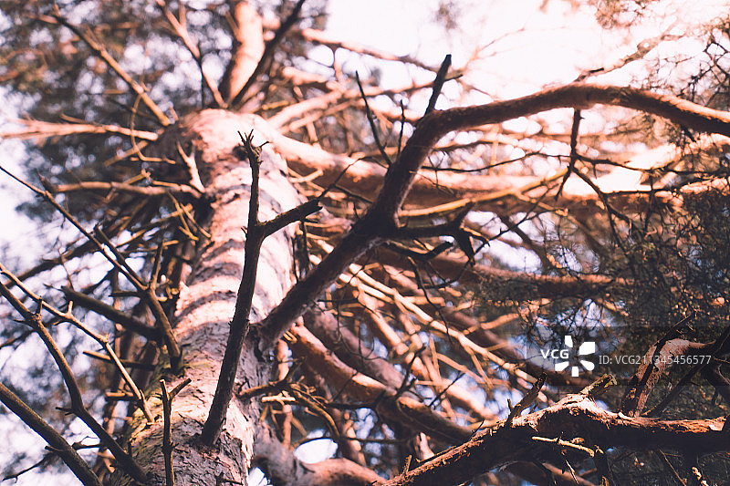 低角度的裸露的树对天空图片素材