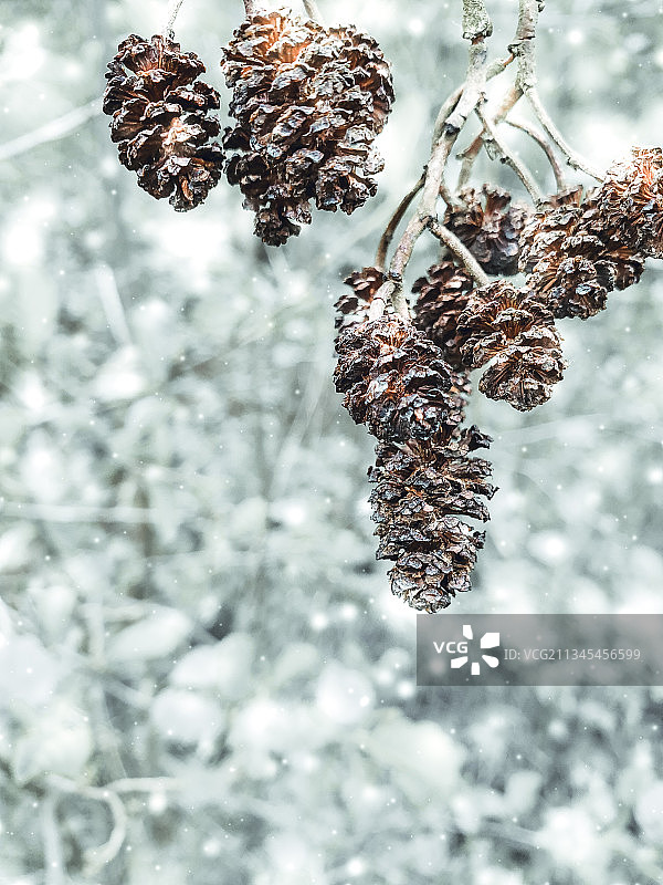 冰冻植物特写，英国韦克菲尔德图片素材