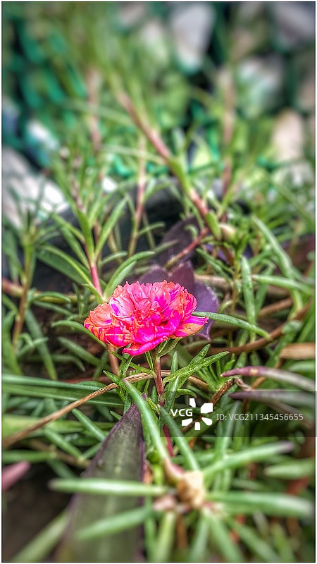 粉红色开花植物的特写图片素材