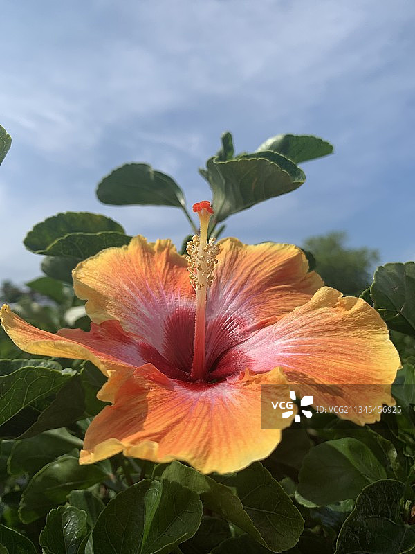 芙蓉花特写，美国图片素材
