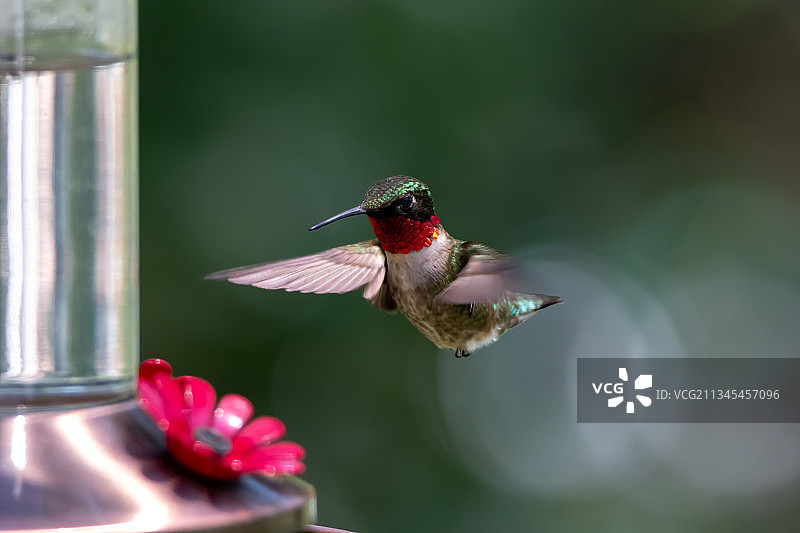 美国马里兰州洛锡安蜂鸟喂食器旁的蓝颏宝石蜂鸟特写图片素材