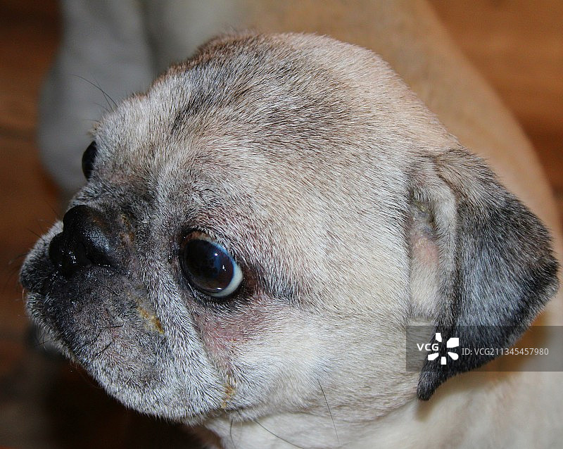 巴哥犬远眺的特写图片素材