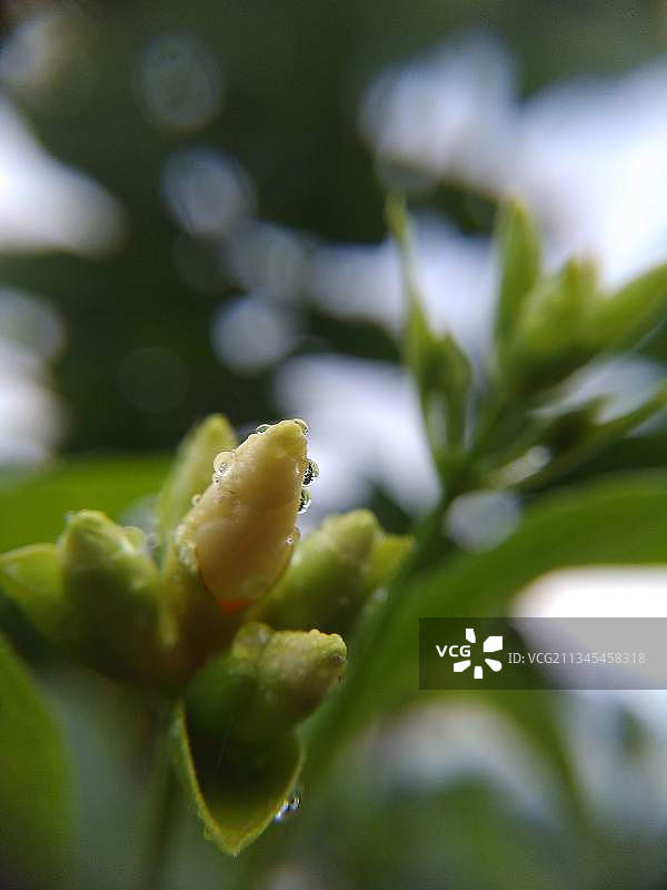 户外生长的花蕾特写图片素材