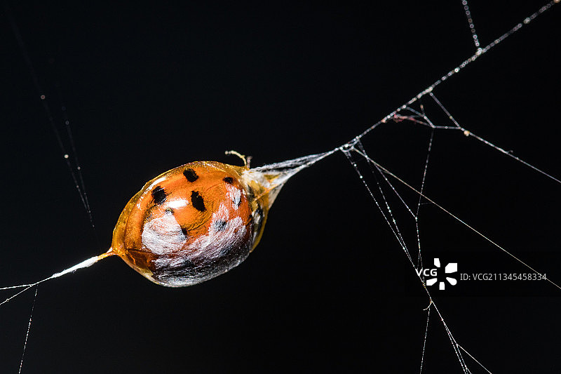 黑色背景下的湿蜘蛛网特写，德国多特蒙德图片素材
