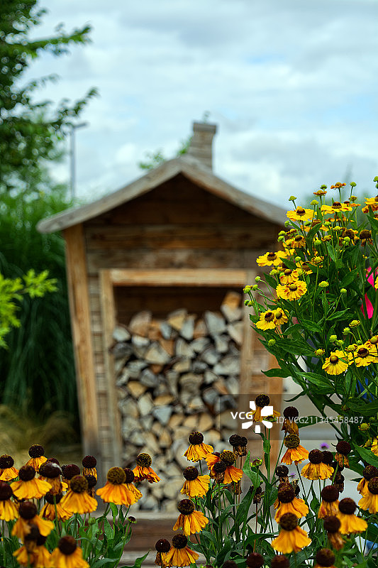 建筑旁的黄色植物特写，德国因戈尔施塔特图片素材