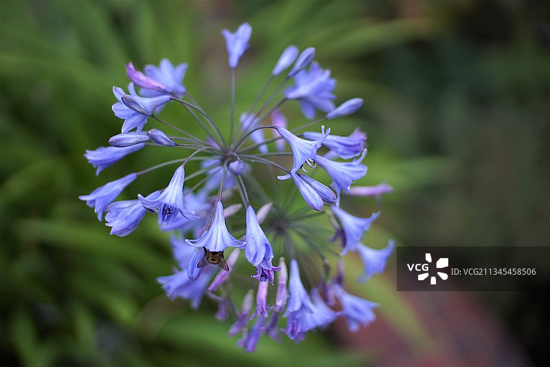 紫色开花植物特写，英国格里姆斯比图片素材