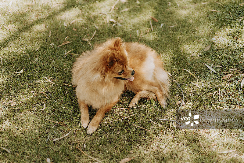 意大利田野上的纯种博美犬（俯视）图片素材