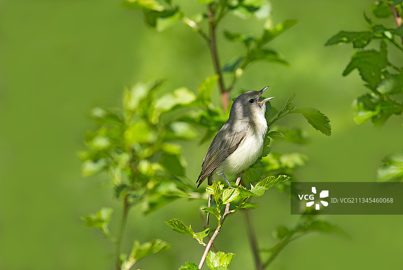近距离拍摄栖息在植物上的鸣禽热带鸟类图片素材