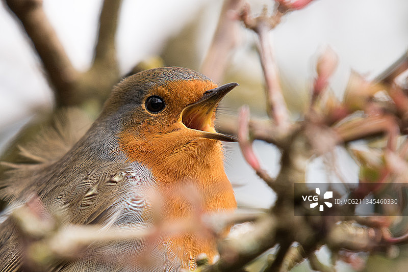 英国布里德波特树上的知更鸟特写图片素材