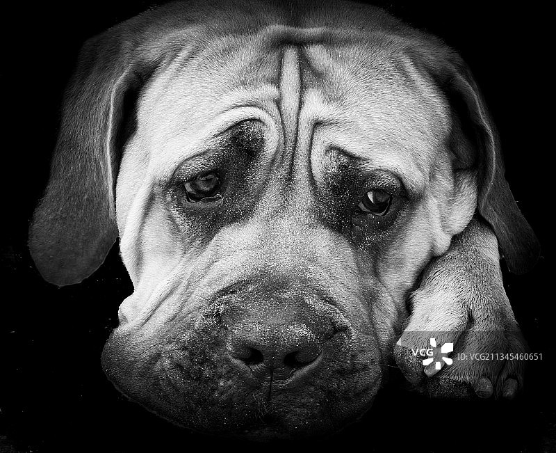 英国多塞特郡的纯种狗特写图片素材