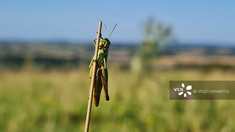 昆虫在植物上，背景是天空，英国斯特雷特利特写图片素材