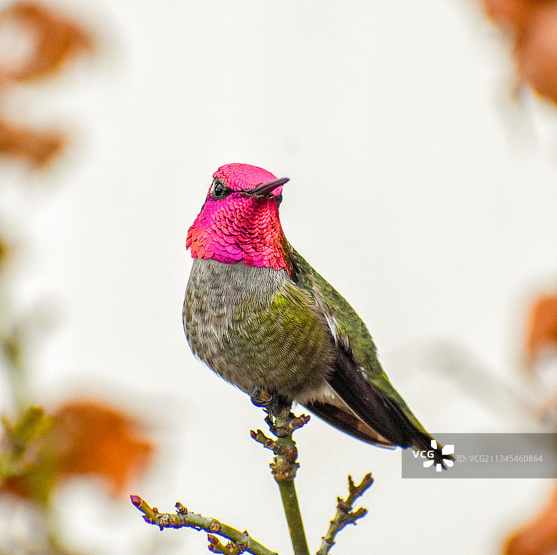 蓝颏蓝宝石蜂鸟栖息在树上的特写图片素材