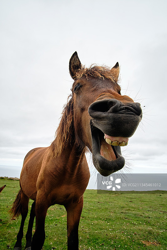 西班牙田野里的纯种马肖像图片素材