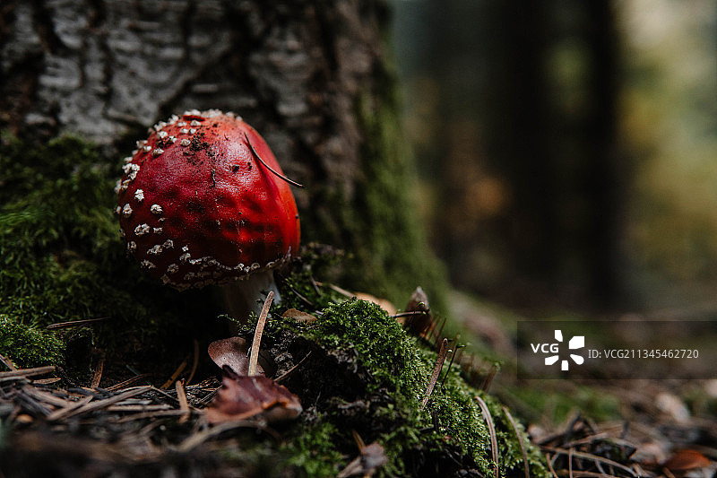 特写的苍蝇木耳在场地上图片素材
