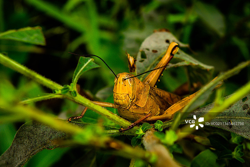 叶子上的蝴蝶特写，印度尼西亚巴查尔塞温图片素材