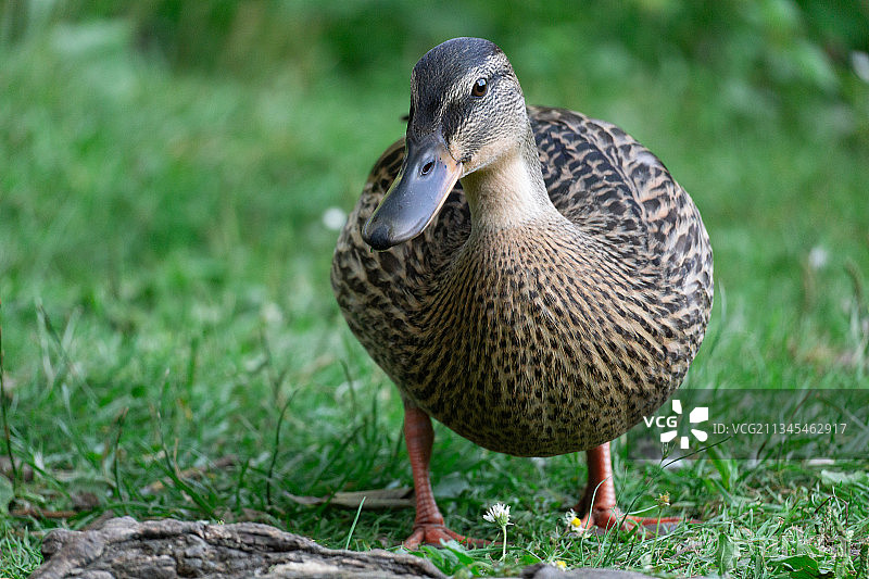 绿头母鸭，德国汉诺威图片素材