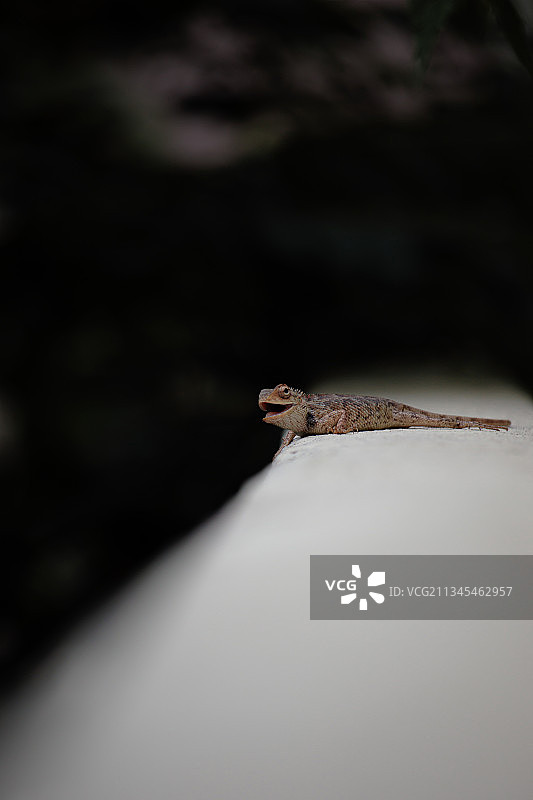 岩石上的鬣蜥特写镜头图片素材