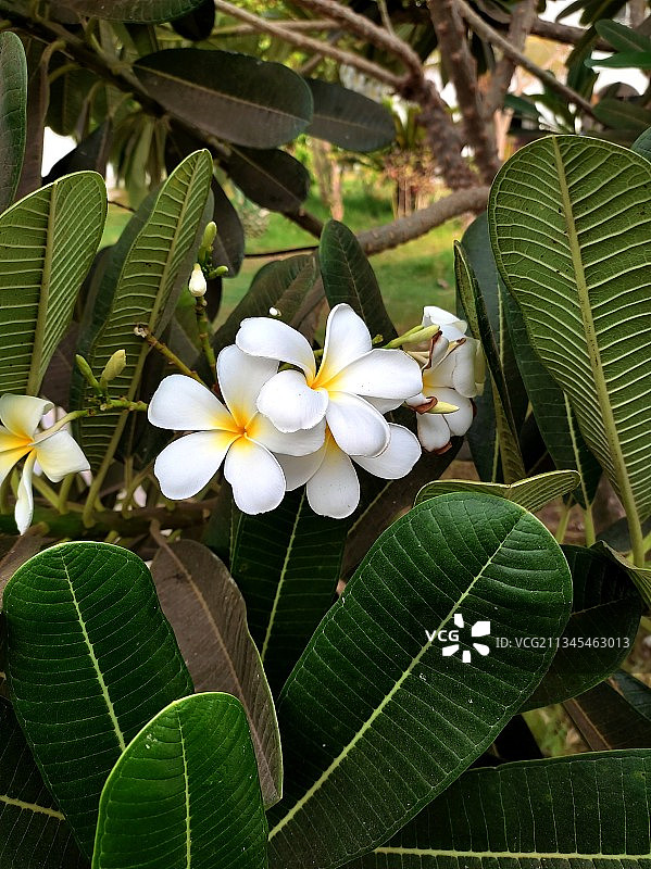 沙特阿拉伯白色开花植物特写图片素材