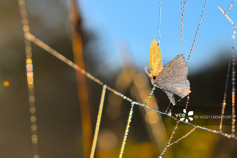 德国弗赖辛植物上蜘蛛网特写图片素材