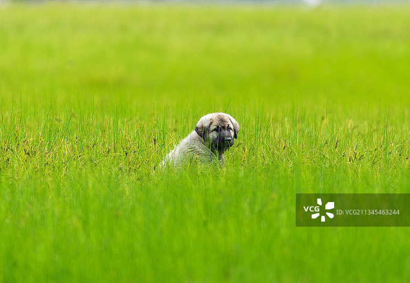 田野上的狗肖像，埃克卢特纳湖，美国图片素材