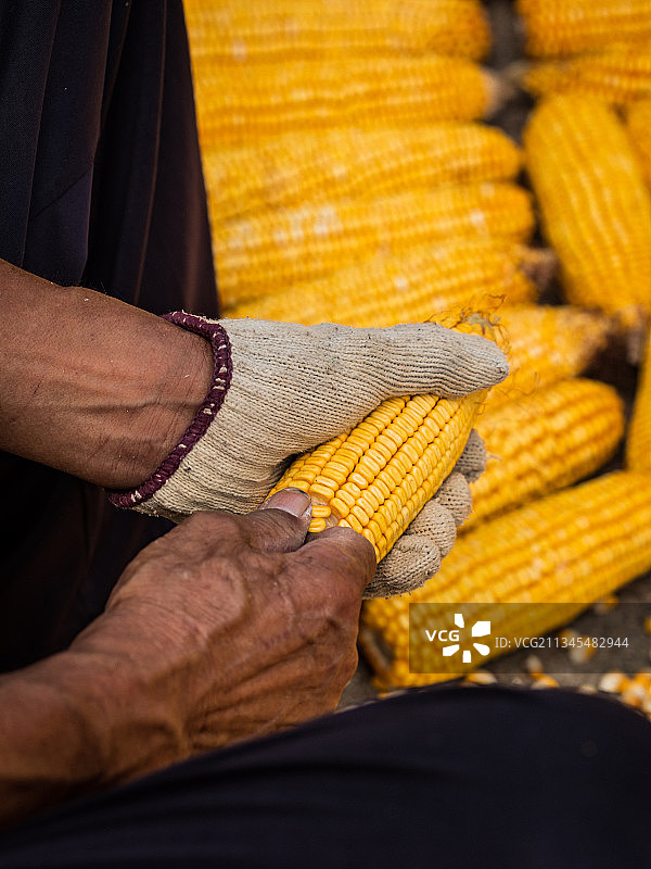 农民剥玉米粒图片素材