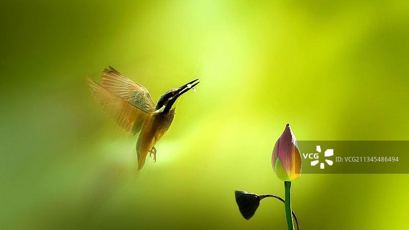 跃动～图片素材