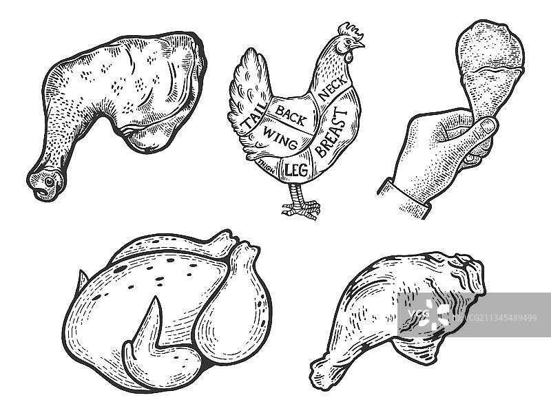 鸡肉系列线稿草图图片素材