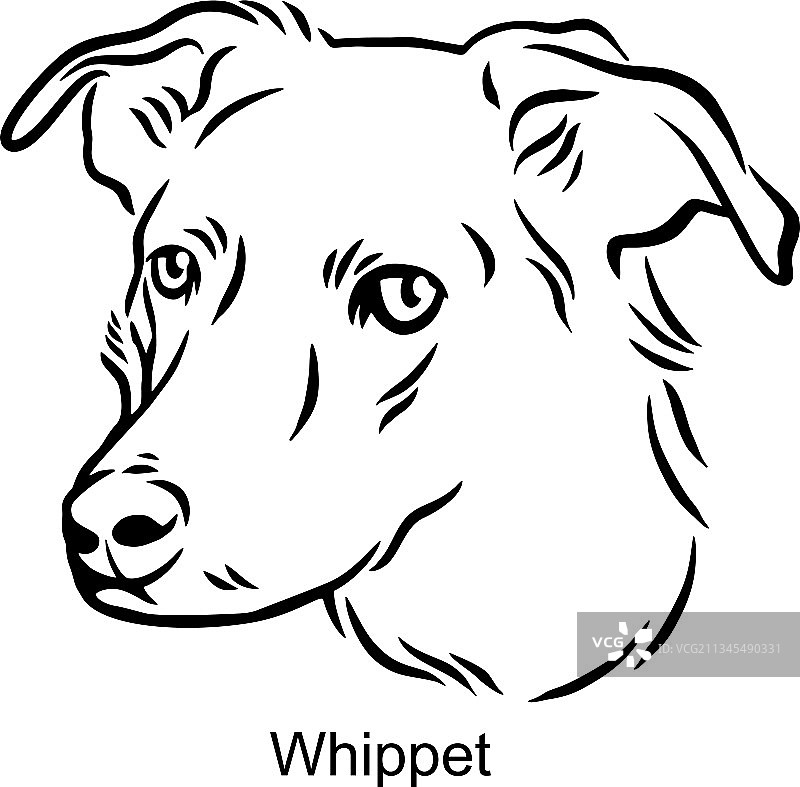 线条风格的惠比特犬肖像图片素材