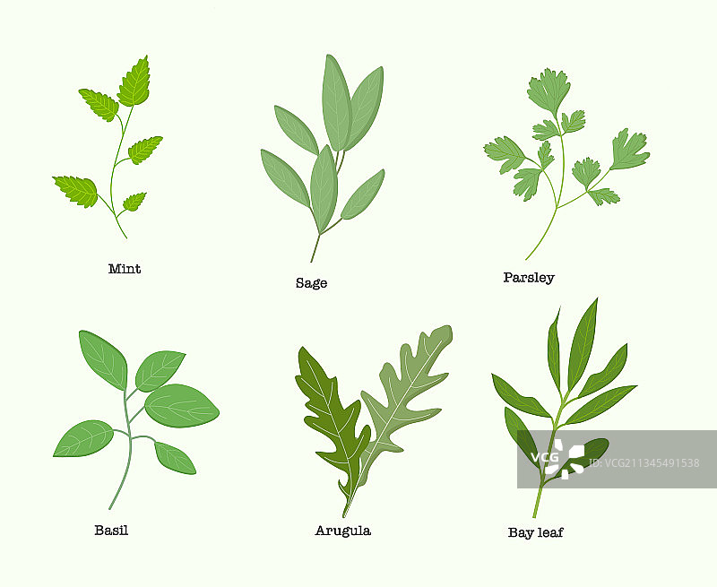 药用植物组合插画图片素材