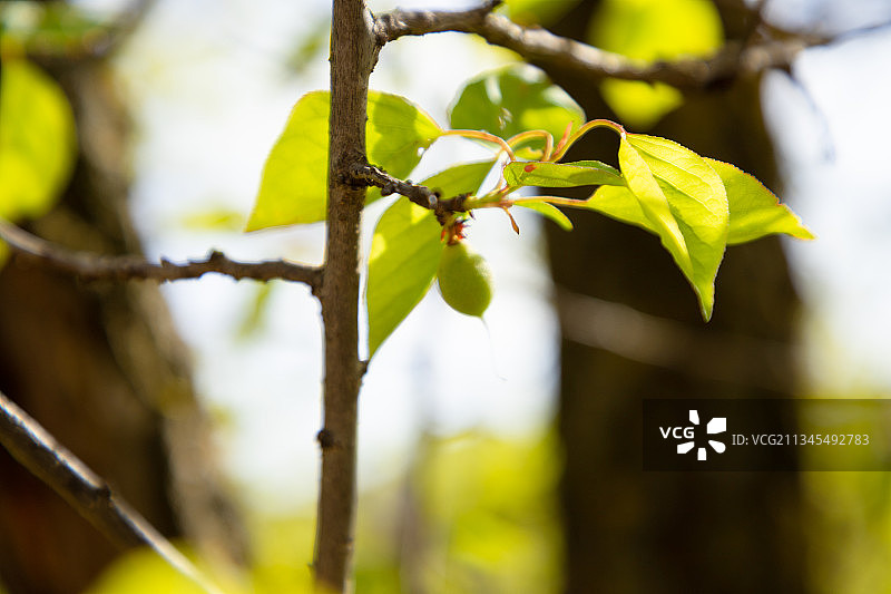 青杏时节绿色盈盈图片素材