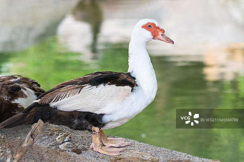 非洲雁番鸭麝香鸭红嘴鸭图片素材