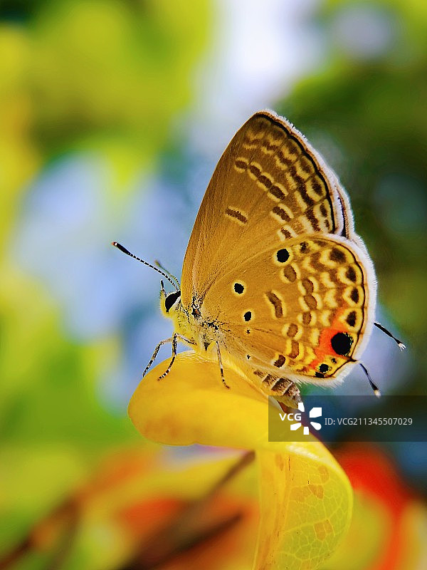 秋蝶秋叶图片素材