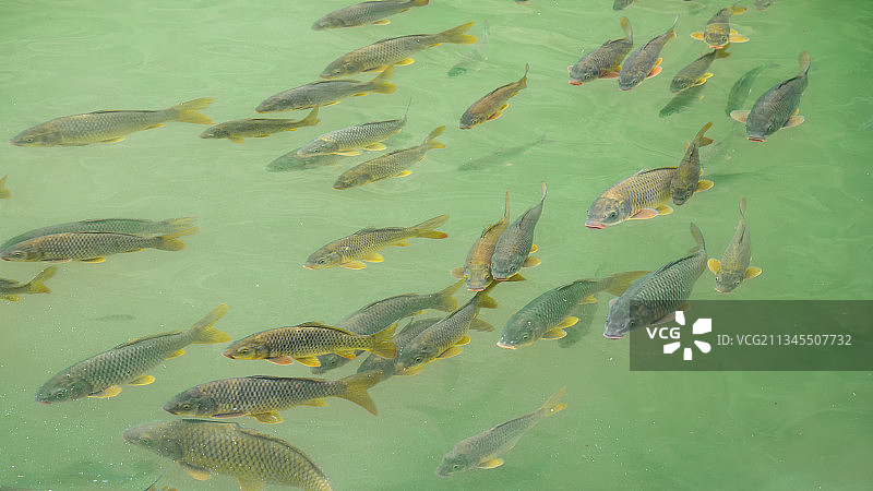 贵州省黔南自治州荔波县小七孔景区鲤鱼群图片素材