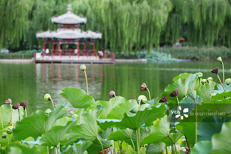 北京陶然亭荷塘图片素材