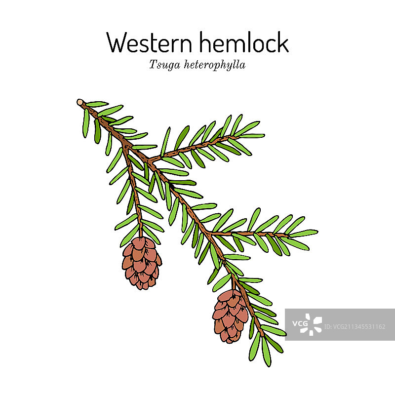 西部铁杉云杉图片素材