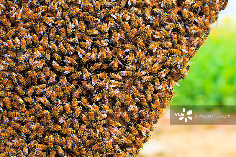 集结成群的蜜蜂图片素材