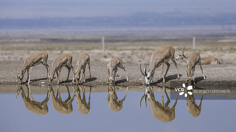 鹅喉羚图片素材
