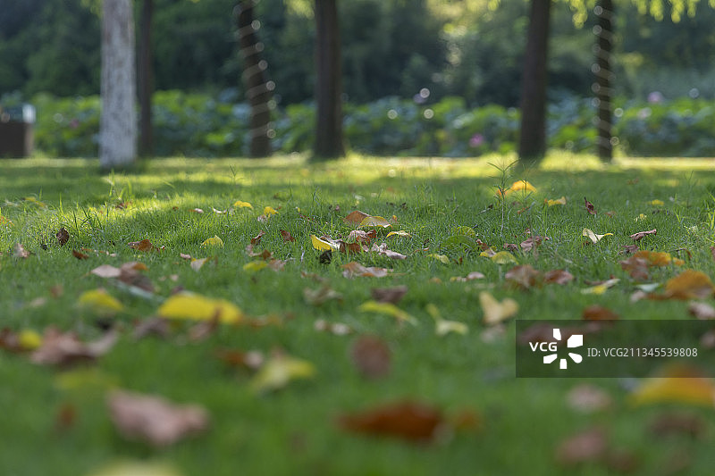 河南省洛阳市隋唐植物园图片素材