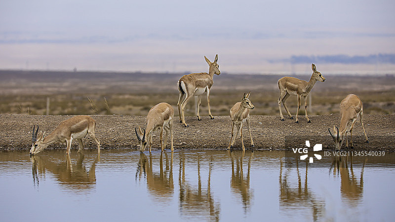鹅喉羚图片素材