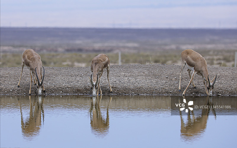 鹅喉羚图片素材