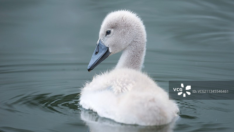 小天鹅图片素材