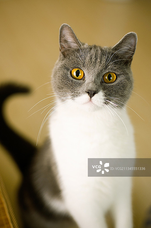 猫.宠物.英国短毛猫图片素材