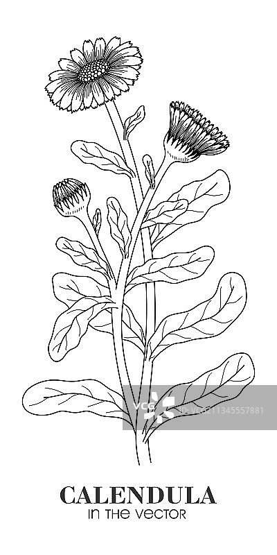 白色背景上的金盏花素描图片素材