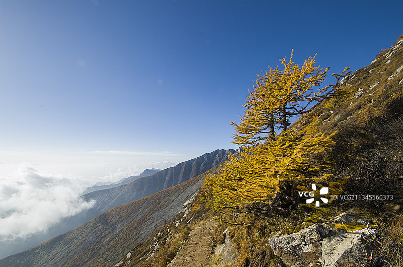 秦岭太白山凤凰松图片素材